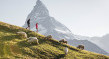 Wertgutschein (Foto: Wandern mit Schafen vor dem Matterhorn) 
